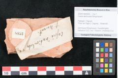 Foto (Objekt + Etikett) von Cassia denticulata Ettingshausen (NHMW-GEO-2024-0188-8053)